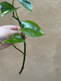 Golden pothos cutting - 1 unrooted golden pothos plant cutting -devil's ivy - Parijat Plant 