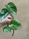 Golden pothos cutting - 1 unrooted golden pothos plant cutting -devil's ivy - Parijat Plant 