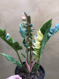 Philodendron Ring of Fire plant , Rare Houseplant , Indoor plant , Tiger tooth plant - Parijat Plant 