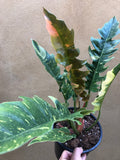 Philodendron Ring of Fire plant , Rare Houseplant , Indoor plant , Tiger tooth plant - Parijat Plant 