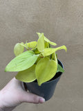 philodendron hederaceum Lemon Lime - stunning philodendron lemon lime plant in a 12cm pot - Parijat Plant 