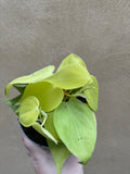 philodendron hederaceum Lemon Lime - stunning philodendron lemon lime plant in a 12cm pot - Parijat Plant 