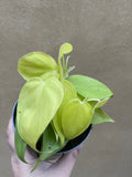 philodendron hederaceum Lemon Lime - stunning philodendron lemon lime plant in a 12cm pot - Parijat Plant 