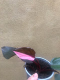 1 philodendron pink princess plant - half moon -rare houseplant - pink princess - rare indoor plant - live plant - Parijat Plant 