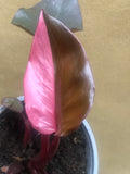 1 philodendron pink princess plant - half moon -rare houseplant - pink princess - rare indoor plant - live plant - Parijat Plant 