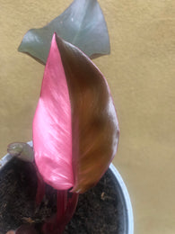 1 philodendron pink princess plant - half moon -rare houseplant - pink princess - rare indoor plant - live plant - Parijat Plant 