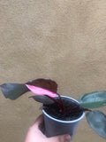 1 philodendron pink princess plant - half moon -rare houseplant - pink princess - rare indoor plant - live plant - Parijat Plant 