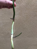 Variegated monstera stem cutting- Monstera deliciosa 'Variegata'  albo 1  stick with aerial root - Parijat Plant 
