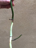 Variegated monstera stem cutting- Monstera deliciosa 'Variegata'  albo 1  stick with aerial root - Parijat Plant 