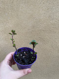 Small krishna tulsi plant in 8cm pot - tulsi plant - basil plant - Parijat Plant 