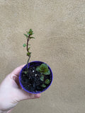 Small krishna tulsi plant in 8cm pot - tulsi plant - basil plant - Parijat Plant 