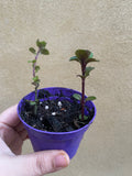 Small krishna tulsi plant in 8cm pot - tulsi plant - basil plant - Parijat Plant 