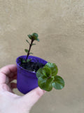 Small krishna tulsi plant in 8cm pot - tulsi plant - basil plant - Parijat Plant 