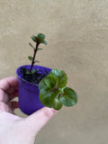 Small krishna tulsi plant in 8cm pot - tulsi plant - basil plant - Parijat Plant 