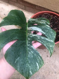 Variegated monstera deliciosa 1 leaf  rooted plant - 15cm potted plant - Parijat Plant 