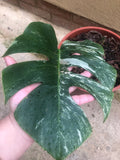Variegated monstera deliciosa 1 leaf  rooted plant - 15cm potted plant - Parijat Plant 