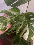 Heavily Variegated Monstera deliciosa 'Variegata' albo 2 leaf cutting with aerial root - Rare Houseplant - Variegated monstera - Parijat Plant 