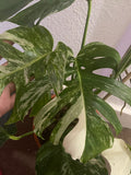 Heavily Variegated Monstera deliciosa 'Variegata' albo 2 leaf cutting with aerial root - Rare Houseplant - Variegated monstera - Parijat Plant 