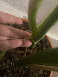 Heavily Variegated Monstera deliciosa 'Variegata' albo 2 leaf cutting with aerial root - Rare Houseplant - Variegated monstera - Parijat Plant 