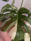 Heavily Variegated Monstera deliciosa 'Variegata' albo 2 leaf cutting with aerial root - Rare Houseplant - Variegated monstera - Parijat Plant 
