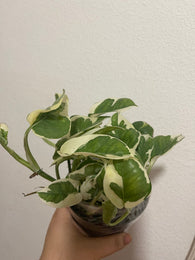 BUY 2 GET 1 Free Epipremnum Aureum ('N JOY') Pothos, Devil ivy, Houseplant,Neon , NJoy live plant Scindapsus plant - Parijat Plant  -	good luck plant - houseplant -plant -indoor plant - succulent plant - plant decor 