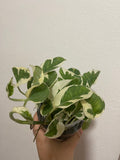 BUY 2 GET 1 Free Epipremnum Aureum ('N JOY') Pothos, Devil ivy, Houseplant,Neon , NJoy live plant Scindapsus plant - Parijat Plant 