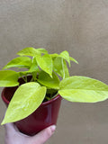 Neon pothos -Devil's ivy plant for sale - Air purifier - houseplant - 12cm potted plant in a red ceramic pot - Parijat Plant 