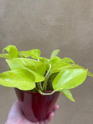 Neon pothos -Devil's ivy plant for sale - Air purifier - houseplant - 12cm potted plant in a red ceramic pot - Parijat Plant 