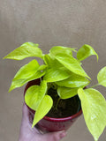 Neon pothos -Devil's ivy plant for sale - Air purifier - houseplant - 12cm potted plant in a red ceramic pot - Parijat Plant 