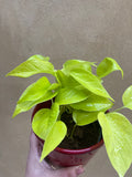 Neon pothos -Devil's ivy plant for sale - Air purifier - houseplant - 12cm potted plant in a red ceramic pot - Parijat Plant 