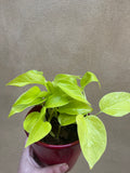 Neon pothos -Devil's ivy plant for sale - Air purifier - houseplant - 12cm potted plant in a red ceramic pot - Parijat Plant 