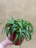 Spider plant in a 12cm pot and red ceramic pot included -Air purifying plant - spider plant -pet safe plant- spider plants - Indoor plant - Parijat Plant 