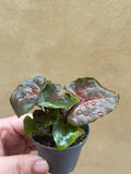 syngonium maria - mini syngonium maria plant in a tiny 4cm pot - mini plant -terrarium - Parijat Plant 