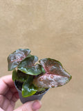 syngonium maria - mini syngonium maria plant in a tiny 4cm pot - mini plant -terrarium - Parijat Plant 