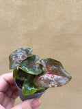 syngonium maria - mini syngonium maria plant in a tiny 4cm pot - mini plant -terrarium - Parijat Plant 