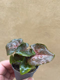 syngonium maria - mini syngonium maria plant in a tiny 4cm pot - mini plant -terrarium - Parijat Plant 