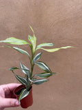 Dracaena Sanderiana victory plant - Dracaena plant in a tiny 6cm pot - dracaena sanderiana - Parijat Plant 