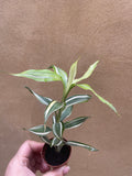 Dracaena Sanderiana victory plant - Dracaena plant in a tiny 6cm pot - dracaena sanderiana - Parijat Plant 