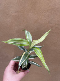 Dracaena Sanderiana victory plant - Dracaena plant in a tiny 6cm pot - dracaena sanderiana - Parijat Plant 