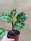 Maranta Leuconeura var. Kerchoveana Variegata plant , maranta leuc variegata in a 12 cm pot . 2-3 leaf rooted plant - pet safe plant - Parijat Plant 