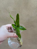 Lucky Bamboo Plant stick rooted - Live Plant stick - Feng Shui - Parijat Plant 