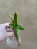 Lucky Bamboo Plant stick rooted - Live Plant stick - Feng Shui - Parijat Plant 