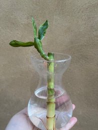 Lucky Bamboo Plant stick rooted - Live Plant stick - Feng Shui - Parijat Plant 