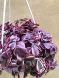 STUNNING succulent crassulaceae plant in a 10cm hanging pot -  Crassula Marginalis - succulent plant - beautiful succulent plant - Parijat Plant 