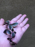 2 STUNNING succulent crassulaceae cutting - succulent cutting - beautiful succulent cutting - Parijat Plant 