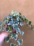 English ivy plant - easy growing plant - 12cm potted plant - Parijat Plant 