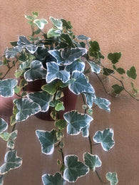 English ivy plant - easy growing plant - 12cm potted plant - Parijat Plant 