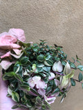 3 mini plant collection - Syngonium neon robusta - tradescantia fluminensis plant green/ pink - Parijat Plant 