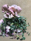 3 mini plant collection - Syngonium neon robusta - tradescantia fluminensis plant green/ pink - Parijat Plant 