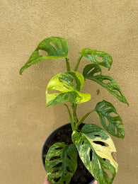 variegated monstera adansonii aurea parijatplant